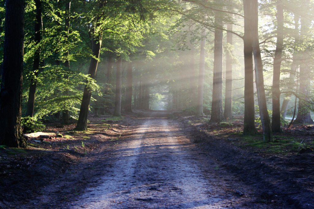 Foto von Waldweg